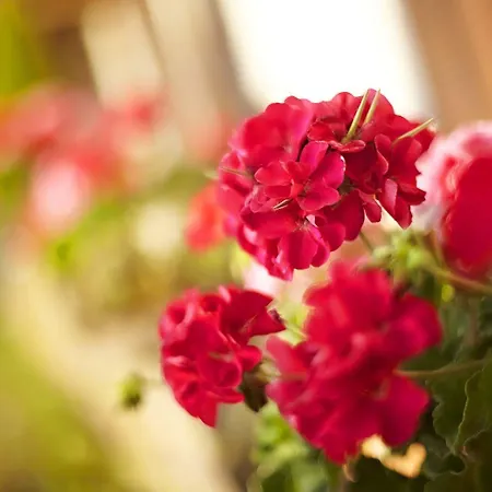 La Clairiere 3* Guémar